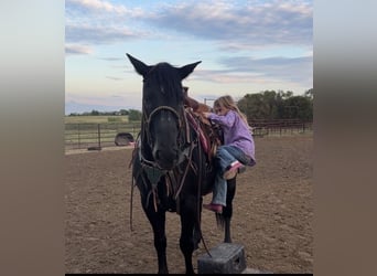 American Quarter Horse, Gelding, 19 years, Black