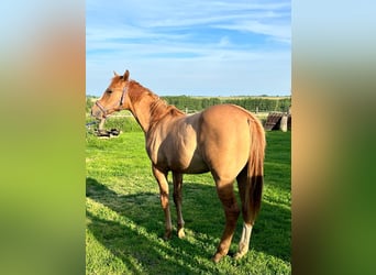 American Quarter Horse, Gelding, 1 year, 11.2 hh, Red Dun