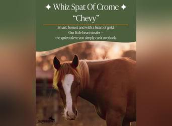 American Quarter Horse, Gelding, 1 year, 13.1 hh, Chestnut-Red