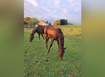 American Quarter Horse, Gelding, 1 year, 13.2 hh, Chestnut-Red