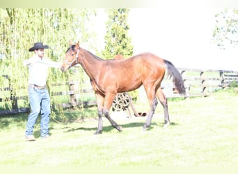 American Quarter Horse, Gelding, 1 year, 13.2 hh, Chestnut-Red