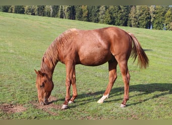 American Quarter Horse, Gelding, 1 year, 13.2 hh, Grey-Red-Tan