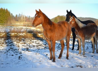 American Quarter Horse Mix, Gelding, 1 year, 13,3 hh, Red Dun