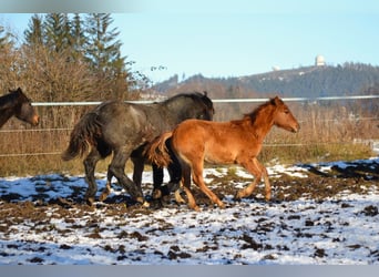 American Quarter Horse Mix, Gelding, 1 year, 13,3 hh, Red Dun