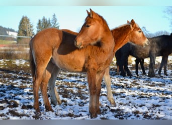 American Quarter Horse Mix, Gelding, 1 year, 13,3 hh, Red Dun