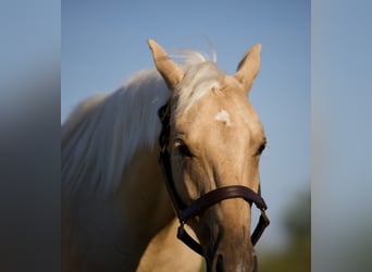 American Quarter Horse, Gelding, 1 year, 13 hh, Palomino