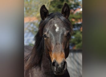 American Quarter Horse, Gelding, 1 year, 14.2 hh, Bay-Dark