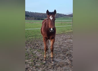 American Quarter Horse, Gelding, 1 year, 14.2 hh, Brown