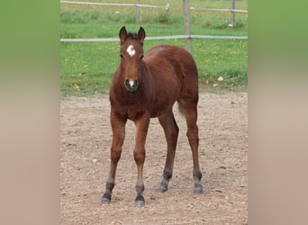 American Quarter Horse, Gelding, 1 year, 14.2 hh, Brown
