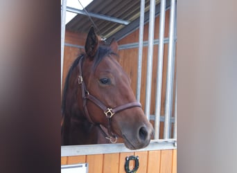 American Quarter Horse, Gelding, 1 year, 14,2 hh, Brown