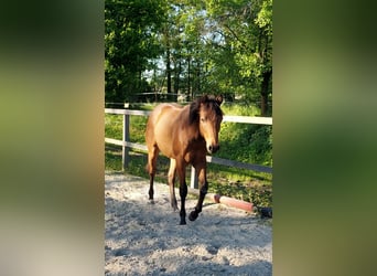 American Quarter Horse, Gelding, 1 year, 14.2 hh, Brown