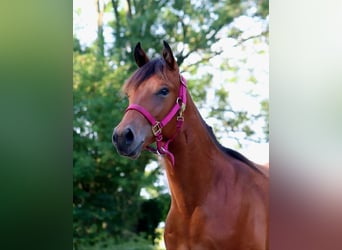 American Quarter Horse, Gelding, 1 year, 14,2 hh, Brown