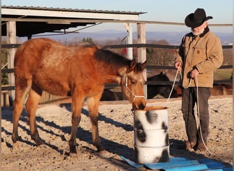 American Quarter Horse, Gelding, 1 year, 14,2 hh, Buckskin