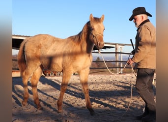 American Quarter Horse, Gelding, 1 year, 14,2 hh, Champagne