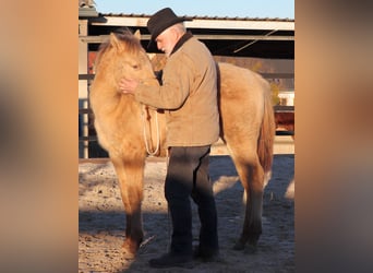 American Quarter Horse, Gelding, 1 year, 14,2 hh, Champagne