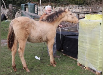 American Quarter Horse, Gelding, 1 year, 14,2 hh, Champagne