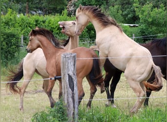 American Quarter Horse, Gelding, 1 year, 14,2 hh, Champagne