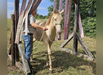 American Quarter Horse, Gelding, 1 year, 14,2 hh, Champagne