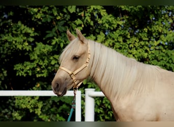 American Quarter Horse, Gelding, 1 year, 14,2 hh, Palomino