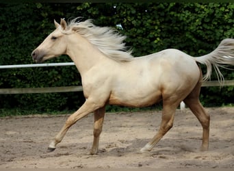 American Quarter Horse, Gelding, 1 year, 14,2 hh, Palomino