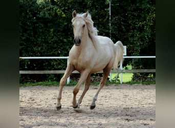 American Quarter Horse, Gelding, 1 year, 14,2 hh, Palomino