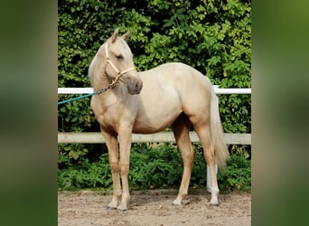 American Quarter Horse, Gelding, 1 year, 14,2 hh, Palomino