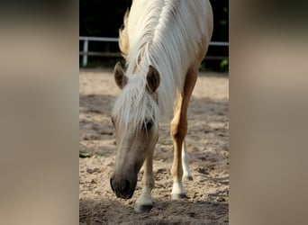 American Quarter Horse, Gelding, 1 year, 14,2 hh, Palomino