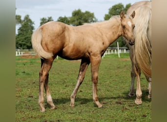 American Quarter Horse, Gelding, 1 year, 14.2 hh, Palomino