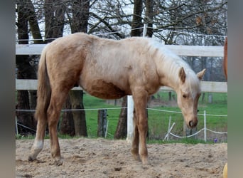 American Quarter Horse, Gelding, 1 year, 14.2 hh, Palomino
