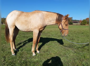 American Quarter Horse, Gelding, 1 year, 14.2 hh, Red Dun