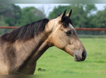 American Quarter Horse, Gelding, 1 year, 14 hh, Buckskin