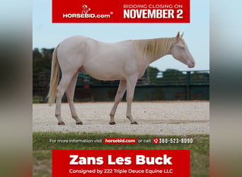 American Quarter Horse, Gelding, 1 year, 14 hh, Perlino