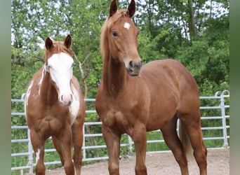 American Quarter Horse, Gelding, 1 year, 15.1 hh, Chestnut-Red