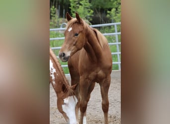 American Quarter Horse, Gelding, 1 year, 15.1 hh, Chestnut-Red