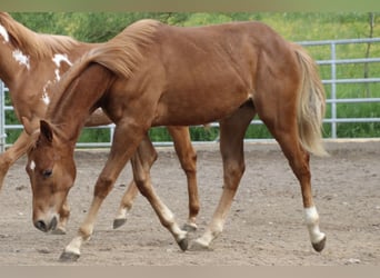 American Quarter Horse, Gelding, 1 year, 15.1 hh, Chestnut-Red