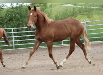 American Quarter Horse, Gelding, 1 year, 15.1 hh, Chestnut-Red