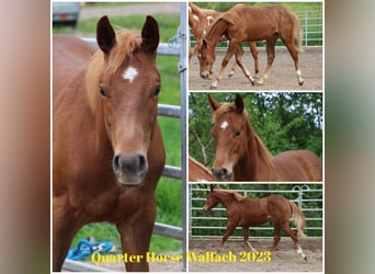 American Quarter Horse, Gelding, 1 year, 15.1 hh, Chestnut-Red