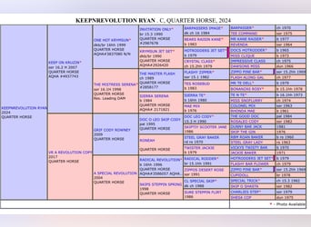 American Quarter Horse, Gelding, 1 year, 15.2 hh, Chestnut-Red