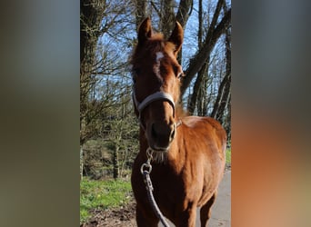 American Quarter Horse, Gelding, 1 year, 15.2 hh, Chestnut-Red