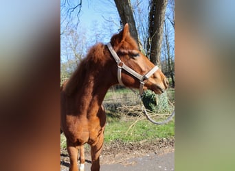 American Quarter Horse, Gelding, 1 year, 15.2 hh, Chestnut-Red