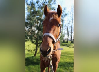 American Quarter Horse, Gelding, 1 year, 15.2 hh, Chestnut-Red