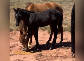 American Quarter Horse, Gelding, 1 year, 15 hh, Black