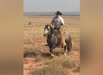 American Quarter Horse, Gelding, 1 year, 15 hh, Black