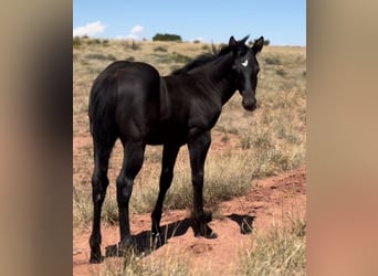 American Quarter Horse, Gelding, 1 year, 15 hh, Black