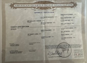 American Quarter Horse, Gelding, 1 year, 15 hh, Black