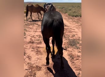 American Quarter Horse, Gelding, 1 year, 15 hh, Black