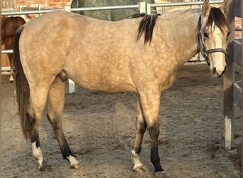 American Quarter Horse, Gelding, 1 year, 15 hh, Buckskin