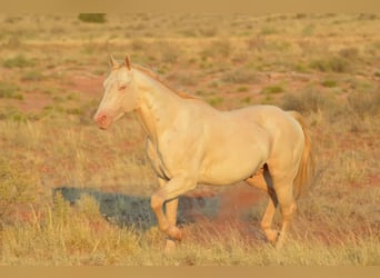 American Quarter Horse, Gelding, 1 year, 15 hh, Buckskin