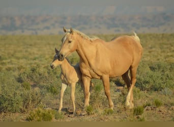 American Quarter Horse, Gelding, 1 year, 15 hh, Buckskin