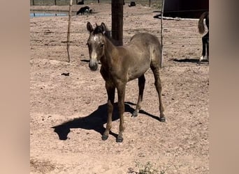 American Quarter Horse, Gelding, 1 year, 15 hh, Buckskin